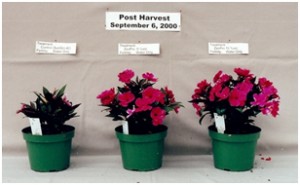 New Guinea Impatiens, demonstrating post harvest quality benefits for ZeoPro