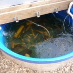 Aquaponics utilizes ZeoPro Lite to increase efficiency